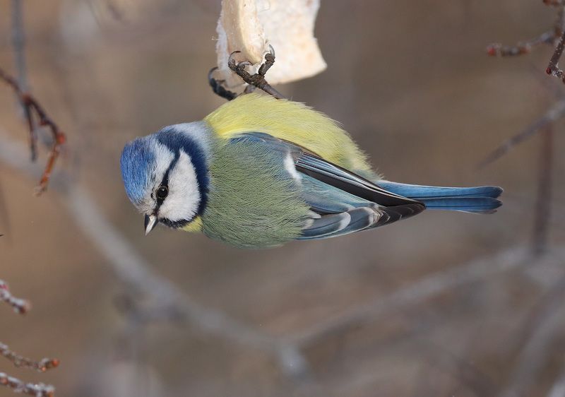 синичка на кусочке салаphoto preview
