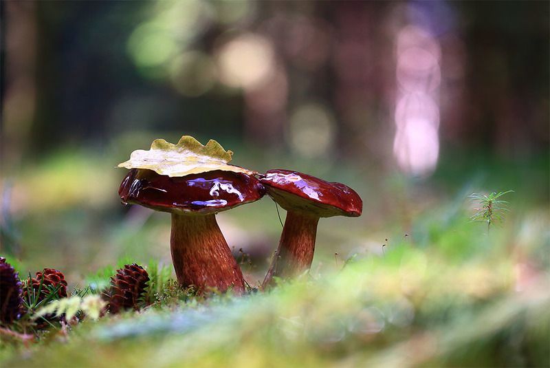 Лес,осень,грибы,дождь,лист,мох. Двое под одним зонтом.photo preview