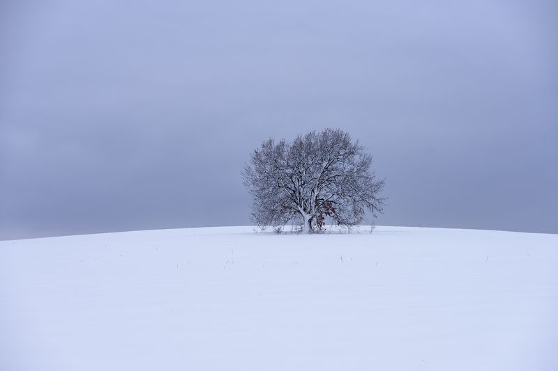 winter, snow, tree, landscape,calm ***photo preview