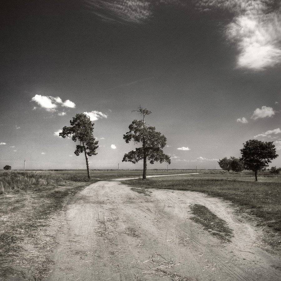 сосна, дорога, апаликов, Dmitry Apalikov