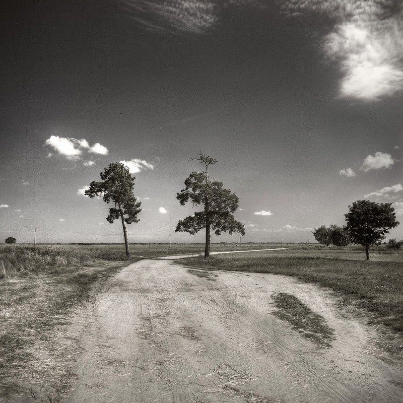 сосна, дорога, апаликов ._\\_|_.ophoto preview