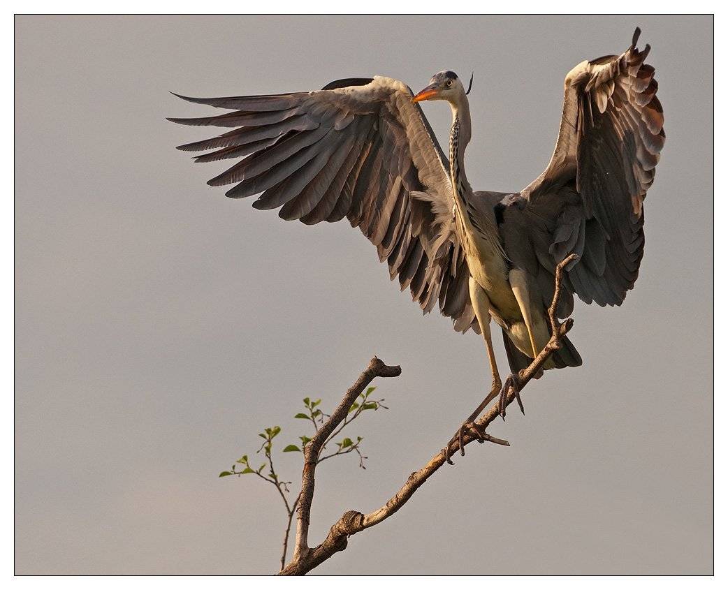 Мохнатый шмель...на душистый хмель.... Автор: VladimirD серая, цапля, VladimirD