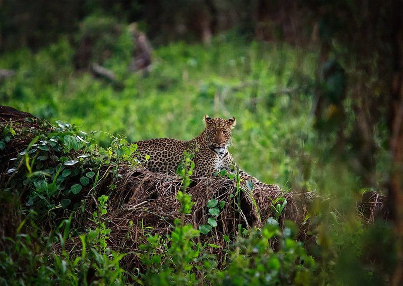 африка, кения, леопард В поисках леопардаphoto preview