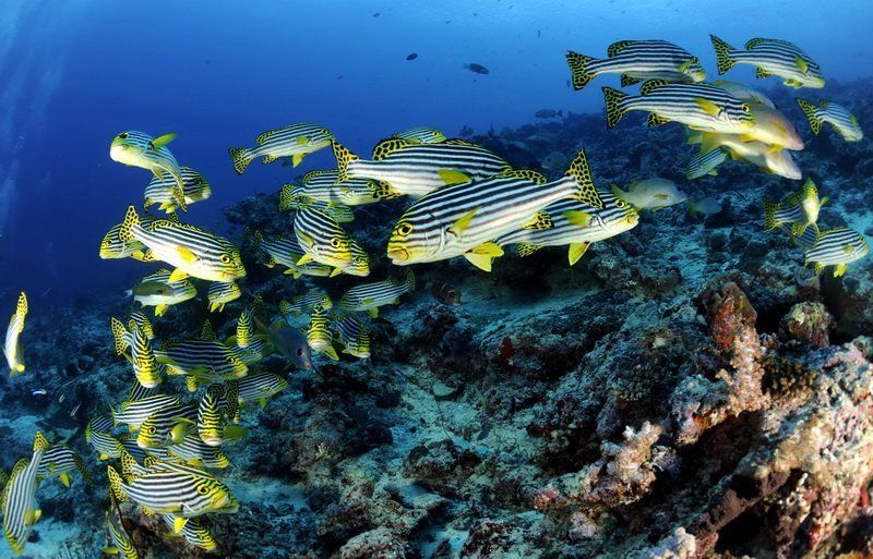 Мальдивские зарисовкиphoto preview