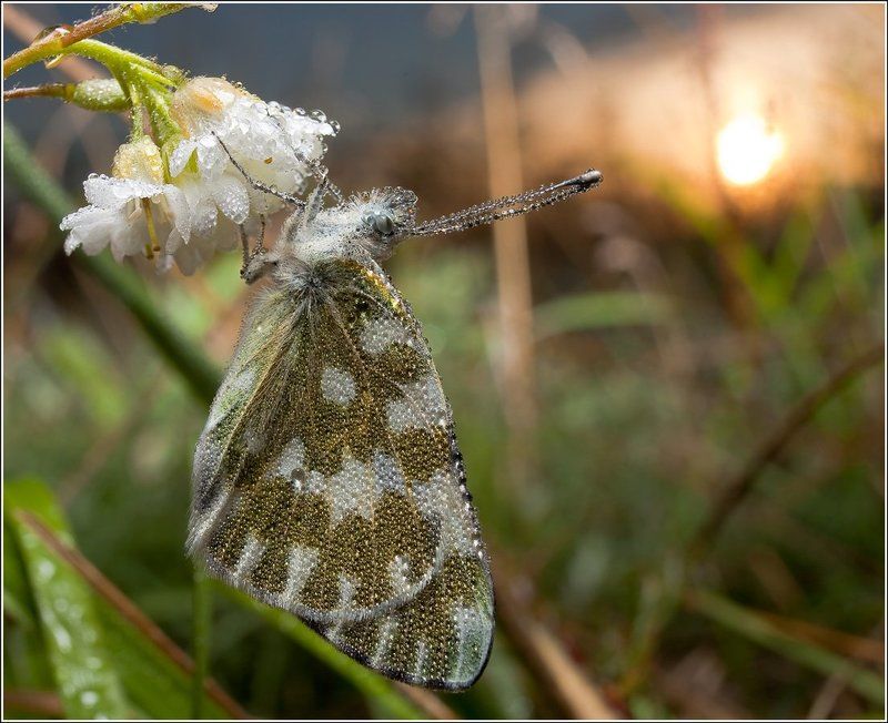 дети солнцаphoto preview