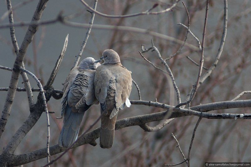 Любовь?photo preview