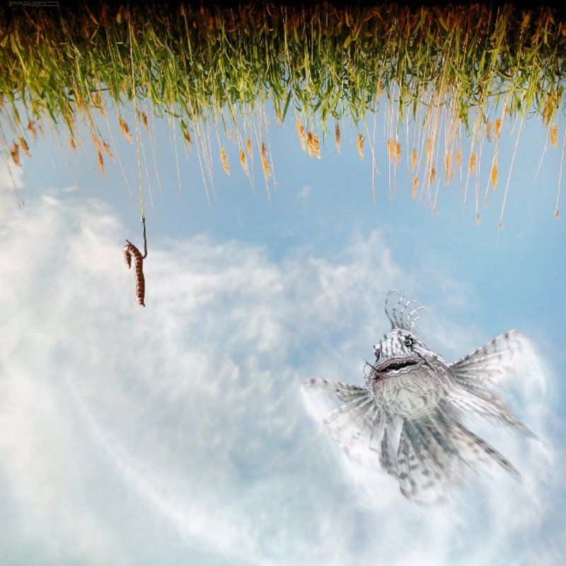 not, alone Skyfishingphoto preview