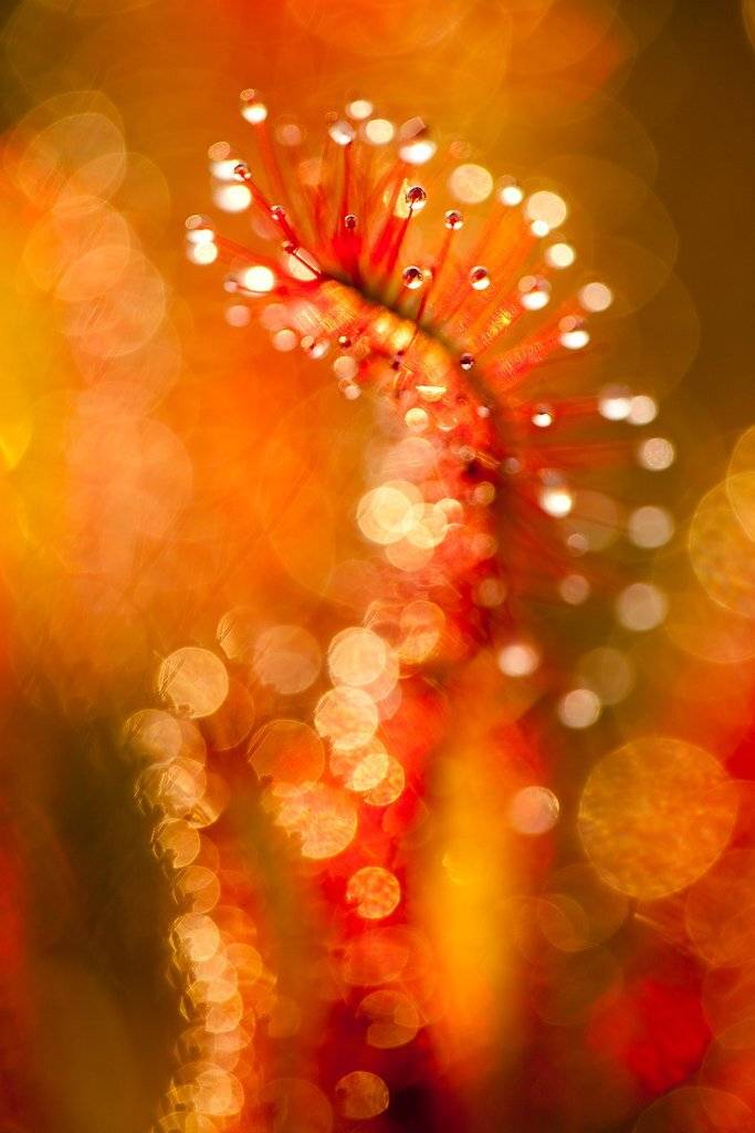 росянковый вечер. Автор: Юлия росянка, Юлия