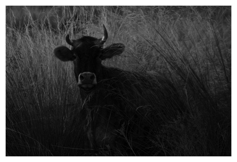 cow, horn, broken broken hornphoto preview