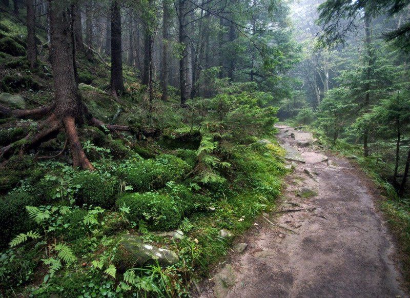 карпаты, осень, природа, пейзаж, утро, лес живой лесphoto preview