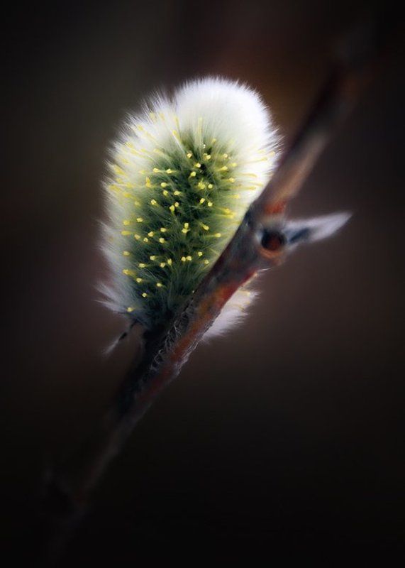 Кто подсказал эту музыку твоей душе?...(с)photo preview