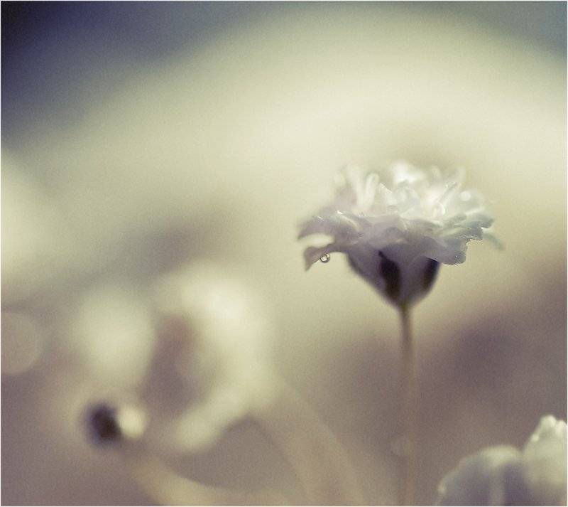 макро, цветок, капля, Зуева Юля