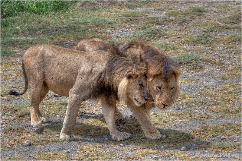 африка, танзания, серенгети, лев Братаны фото превью