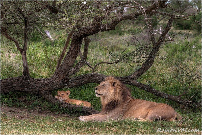 африка, танзания, серенгети, лев Я и батя... фото превью