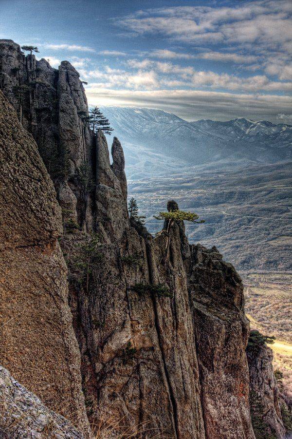 И на камнях растут деревья. Автор: Владлен Халимов , Владлен Халимов