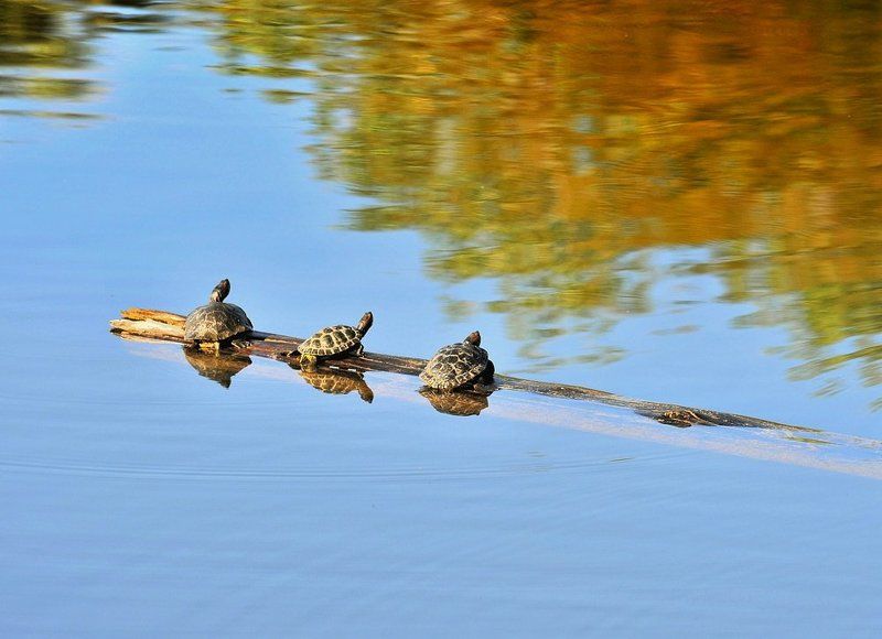 черепахи, утро, вода, рассвет Теплым утромphoto preview