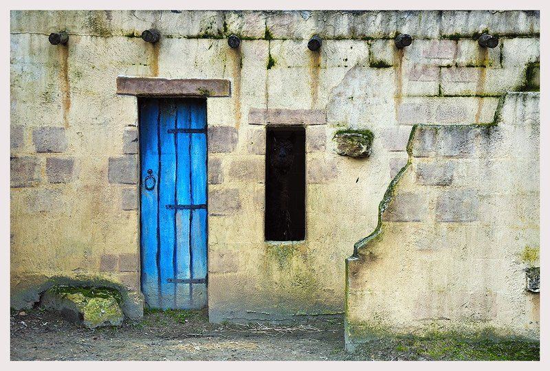 mondo, verde, ландшафтный, парк, лама Найди ламу фото превью