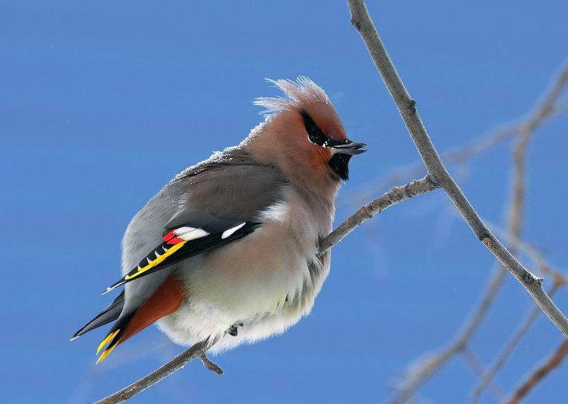 февраль, зима,свиристель Холодно...Шорт побьери..!photo preview