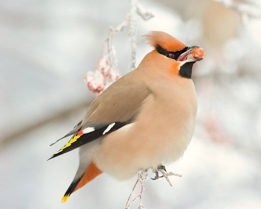 Большой любитель рябины. Автор: Алексей Горохов свиристель, обыкновенный, -, bombycilla, garrulus, Алексей Горохов