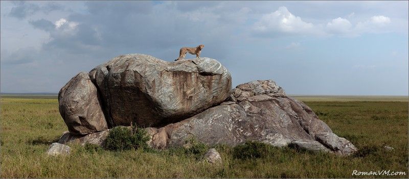африка, танзания, серенгети, гепард, копии Дневной дозор. фото превью