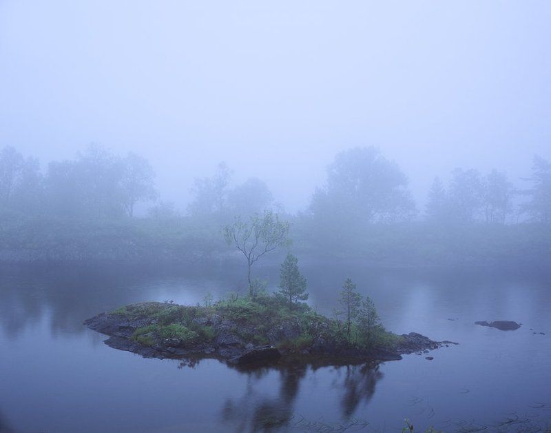 Деревоphoto preview