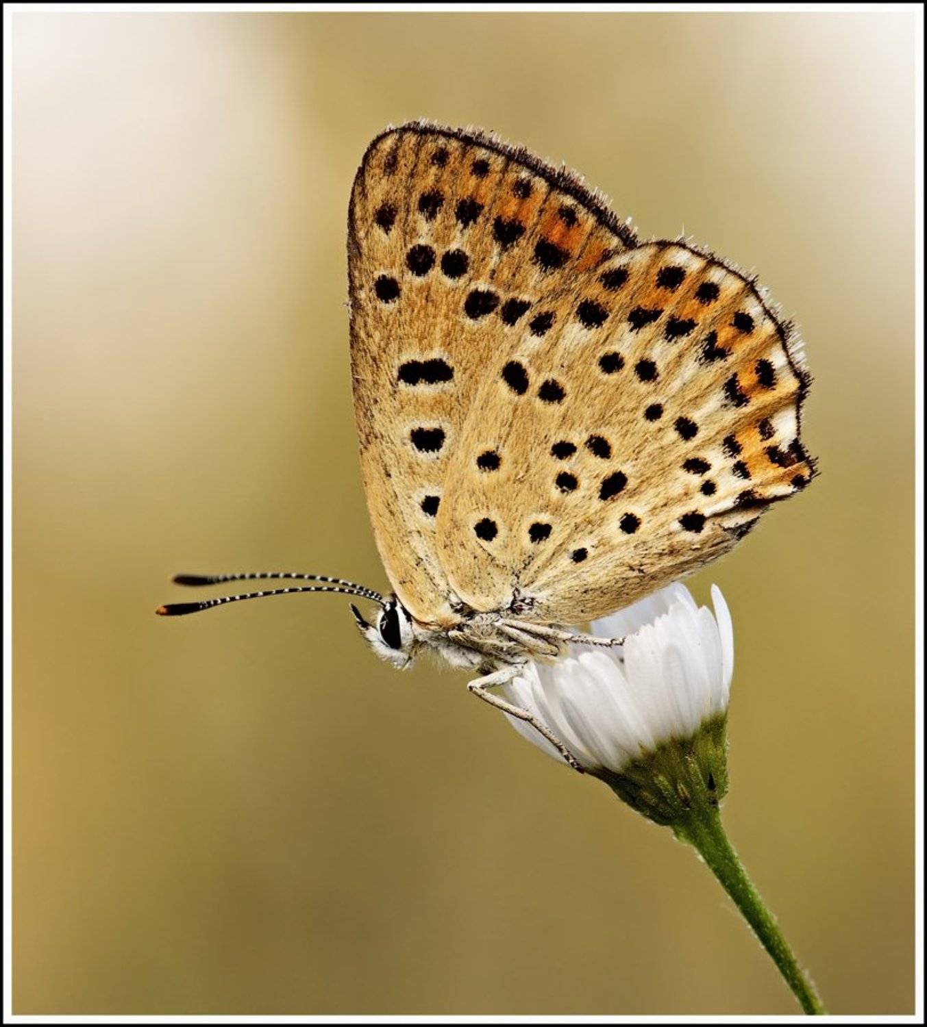макро, бабочка, утро, Виктор Кулицкий