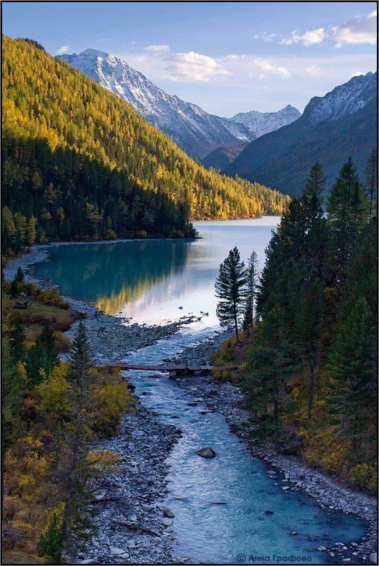 Золото на голубом. Автор: Аня Графова алтай, горы, горный алтай, кучерлинское озеро, кучерла, осень, аня графова, Аня Графова
