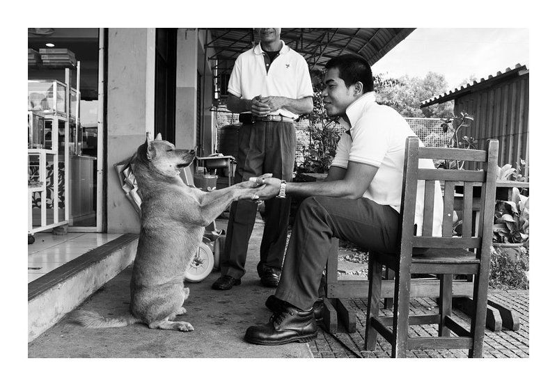 друг, собака, служба, дружба Службаphoto preview