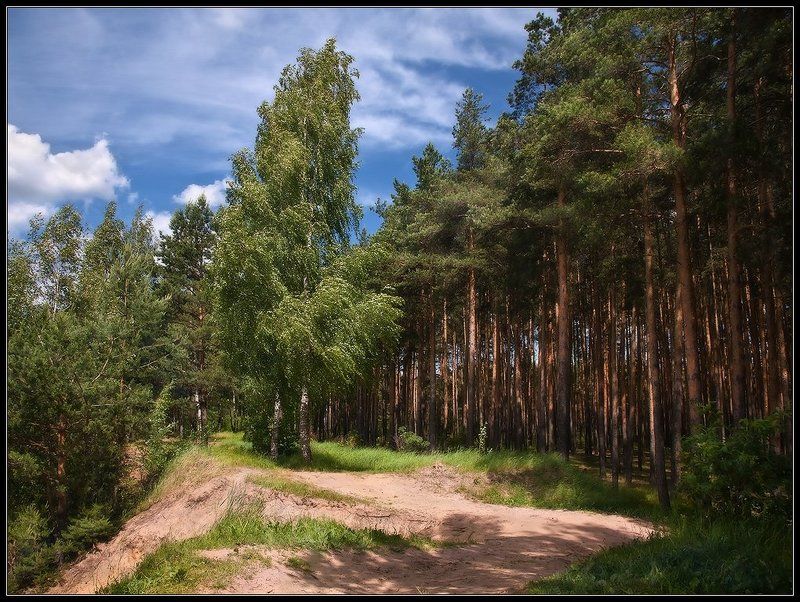 Лес...photo preview