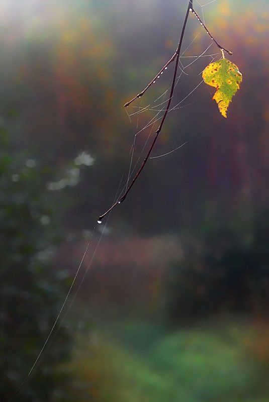 осень Осенняя печальнаяphoto preview