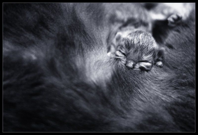 младой....photo preview