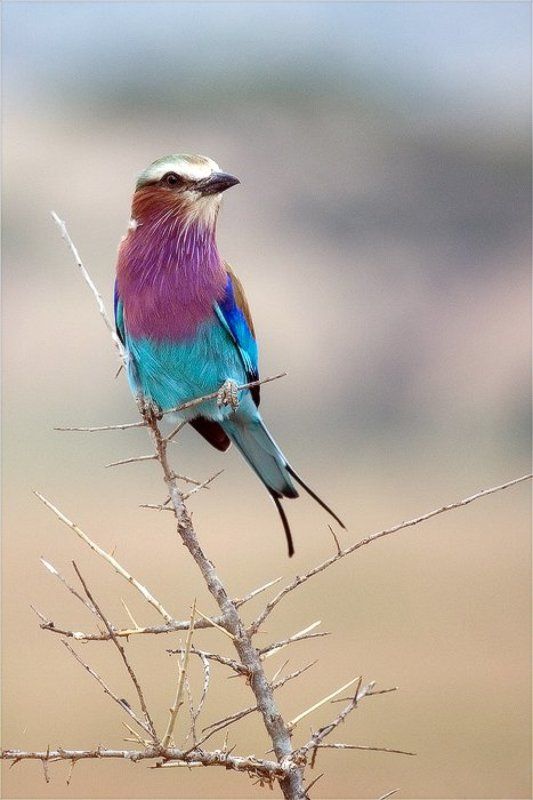 Цветочек для Элизабетphoto preview