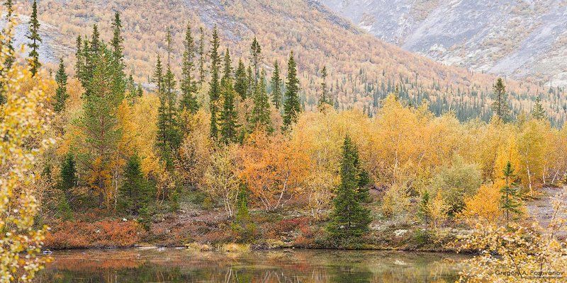 горы, хибины, осень, заполярье, озеро, долина, кунийок, путеличорр, лес Кольская осеньphoto preview