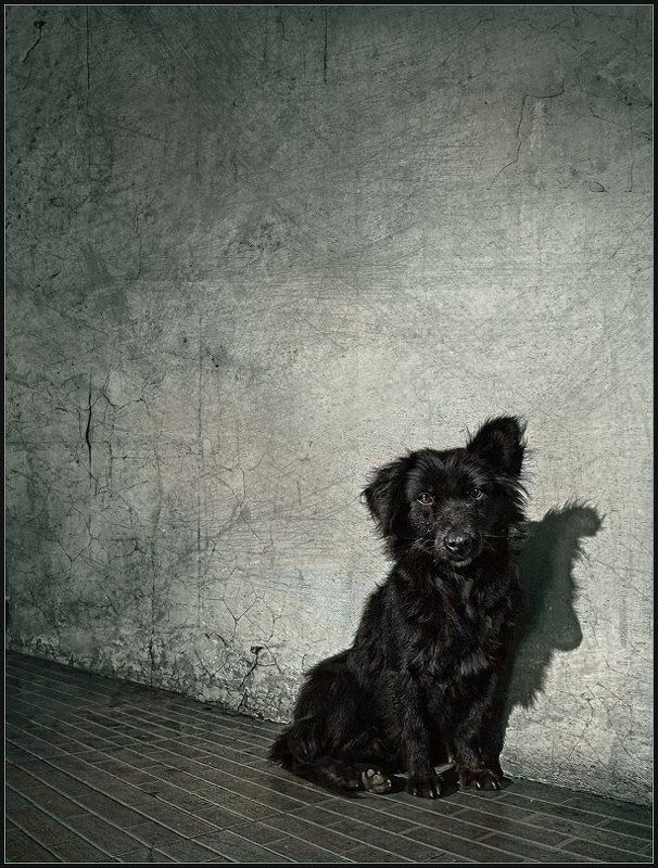 Дружок ...photo preview