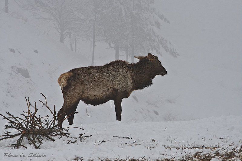 моралы, зима, снег Из жизни маралов.photo preview
