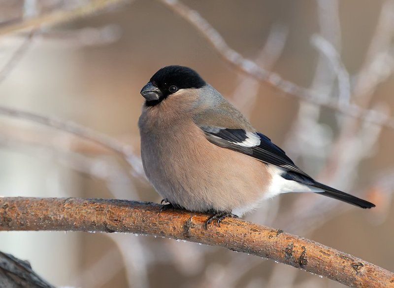 февраль, снегирь,самка Mademoiselle Снегирёва...photo preview