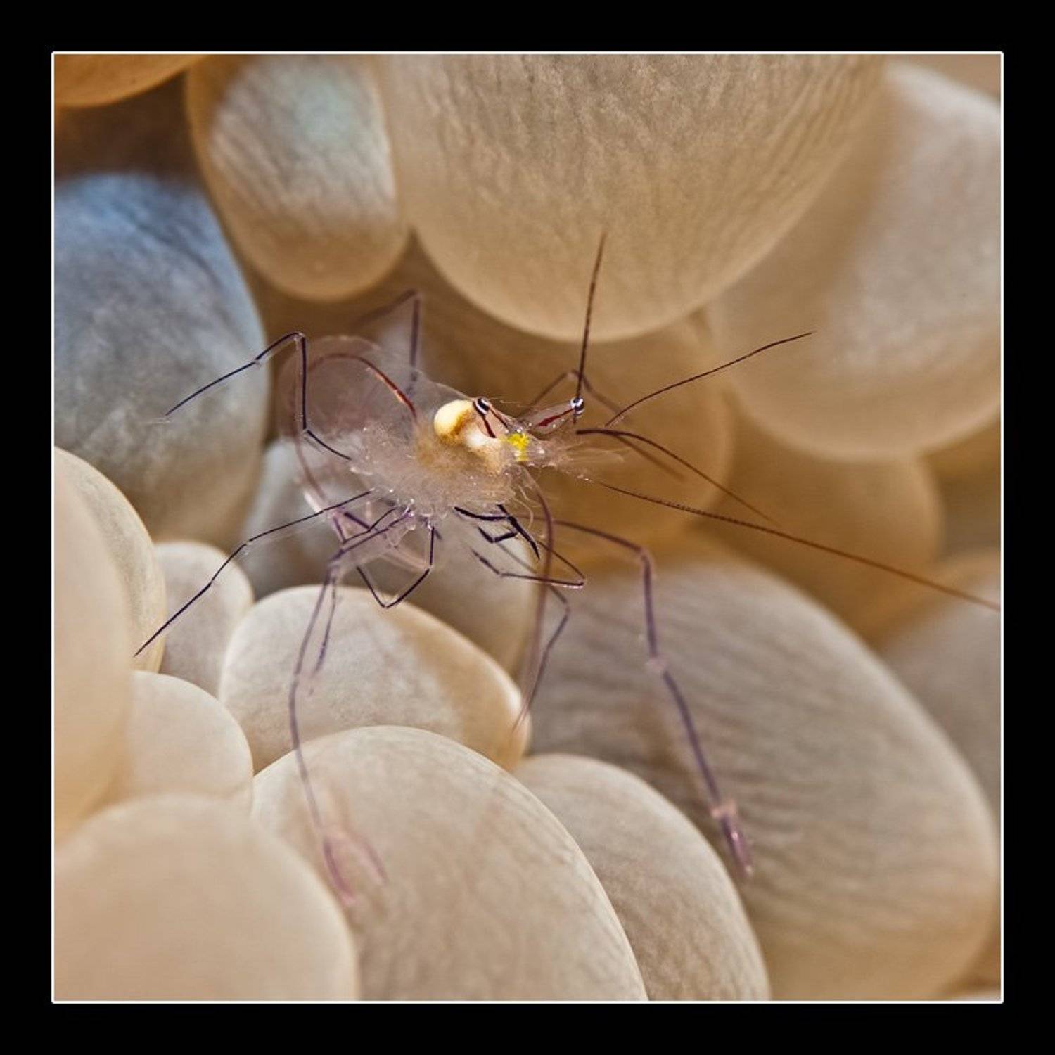 креветка, Дмитрий