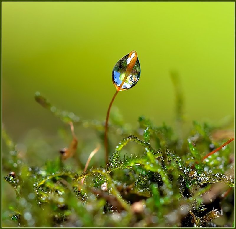 макро,капли,вода, В одиночестве.photo preview