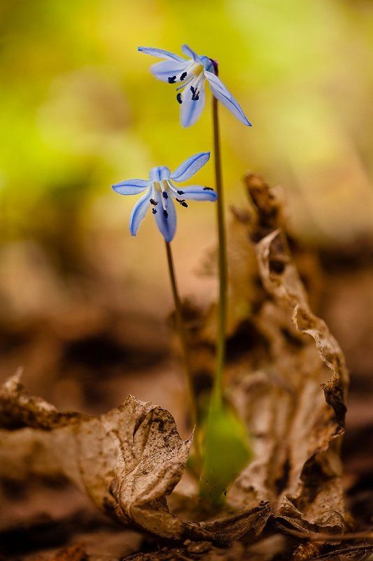 весна весенниеphoto preview