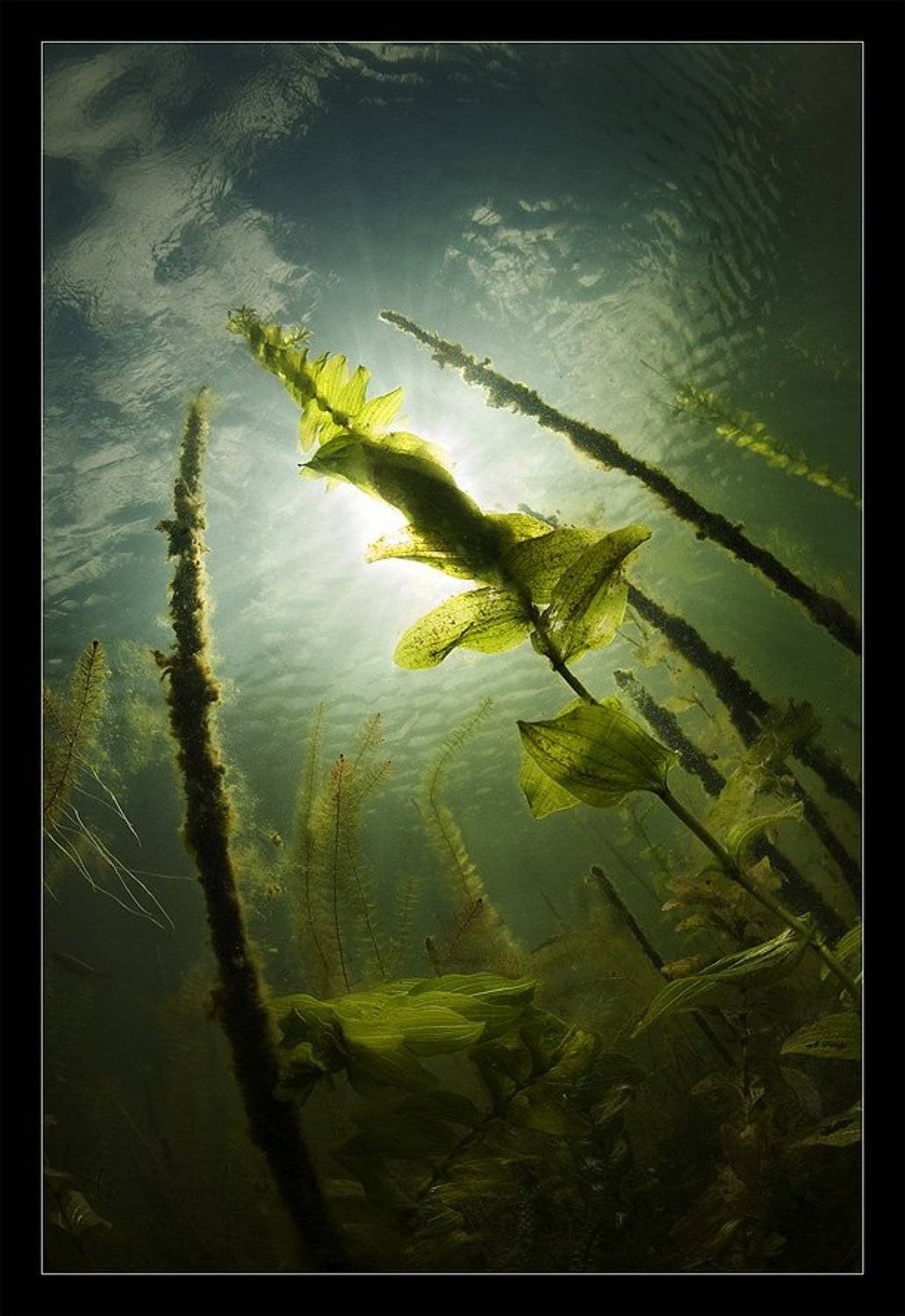 солнце, водоросли, озеро, Нарчук Андрей