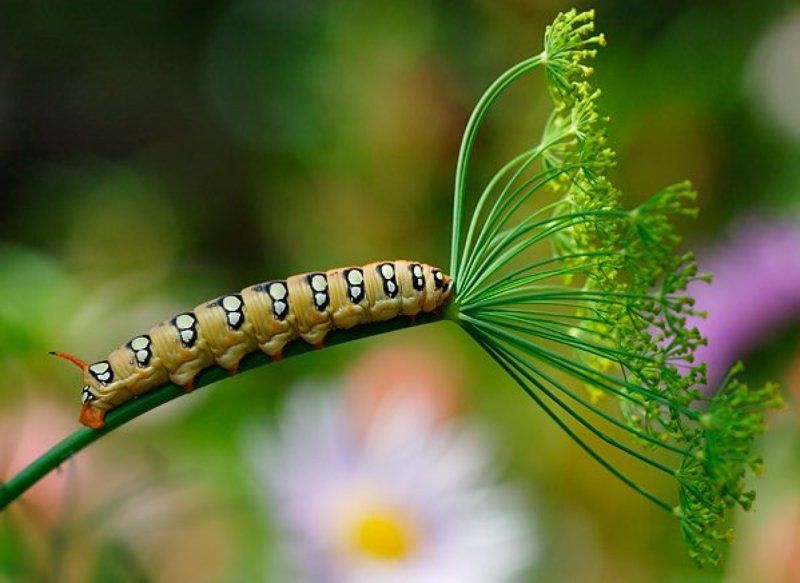 Макроподборкаphoto preview