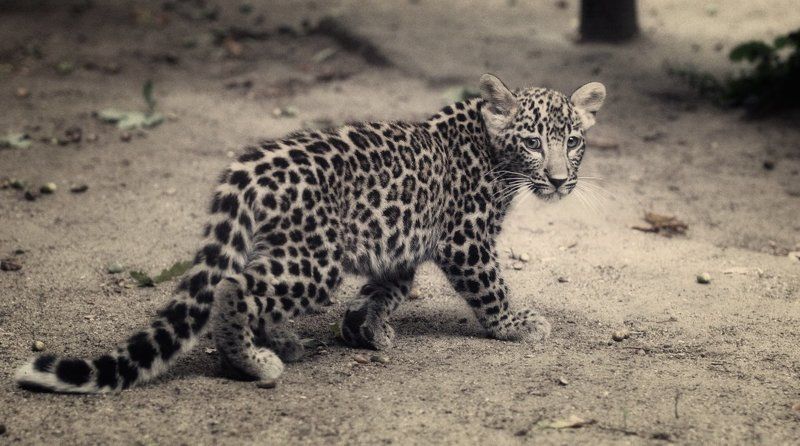 Ну я пошел....photo preview