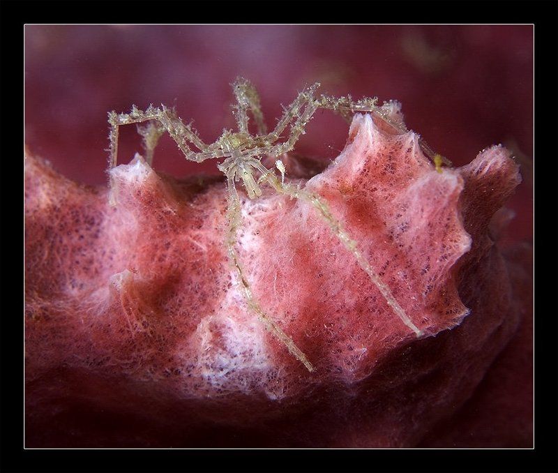 Гламурный паукphoto preview