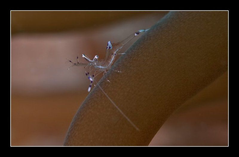 креветка Макро-набор к пиву 2photo preview