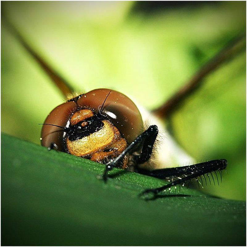 стрекоза Ку-ку!photo preview