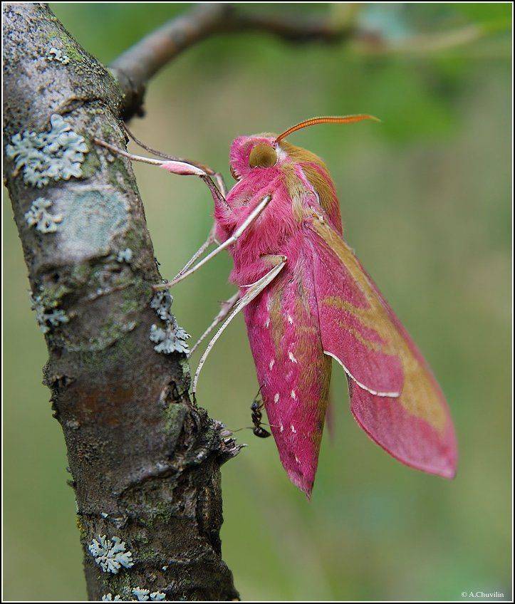 бабочка,бражник,муравей,опаздывает,боинг, Александр Чувилин