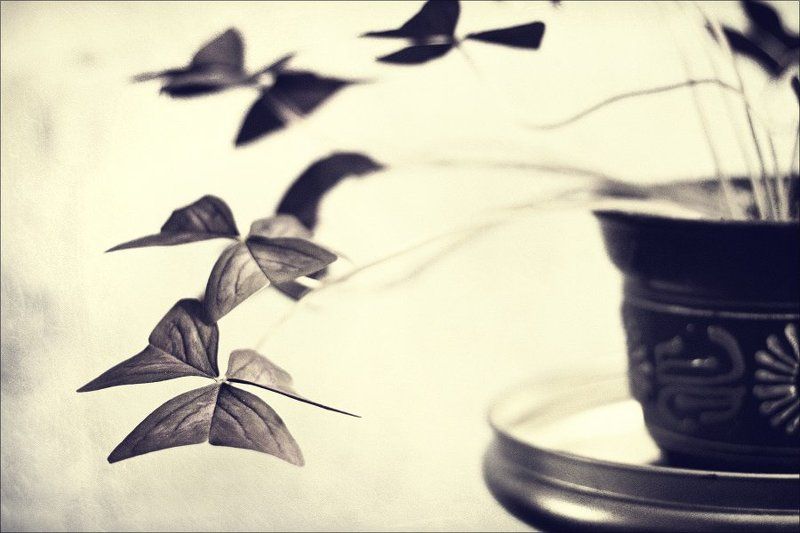 butterfliesphoto preview