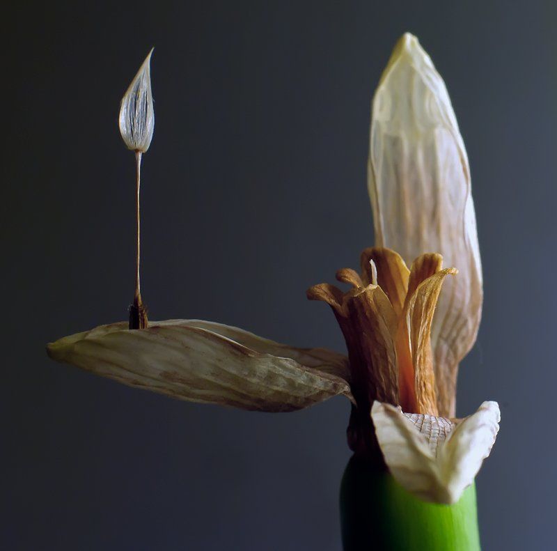 подснежник,танго,макро,танец Прощальное танго...photo preview