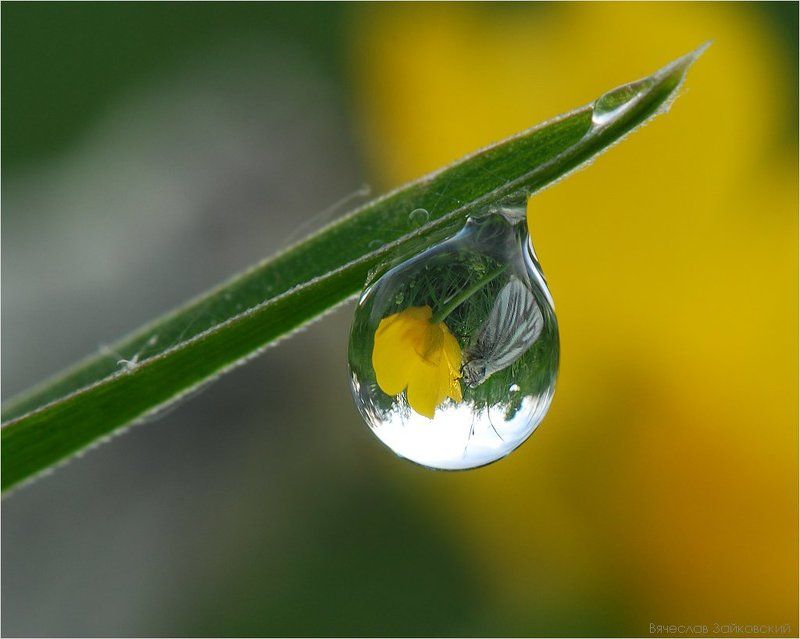 роса, белянка рапсовая Белянка рапсовая в капле росыphoto preview