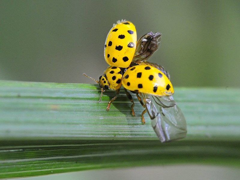 От винта!photo preview